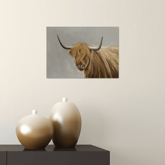 Highland cow