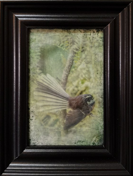 Fantail Flutter