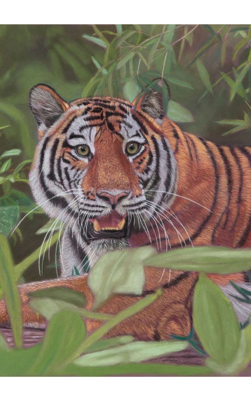 Siberian Tiger pastel (framed) by Gary Thomas