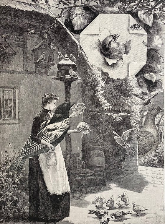 Feeding Doves and pigeons watched