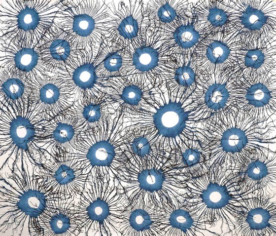 Exploflora Series Nº84