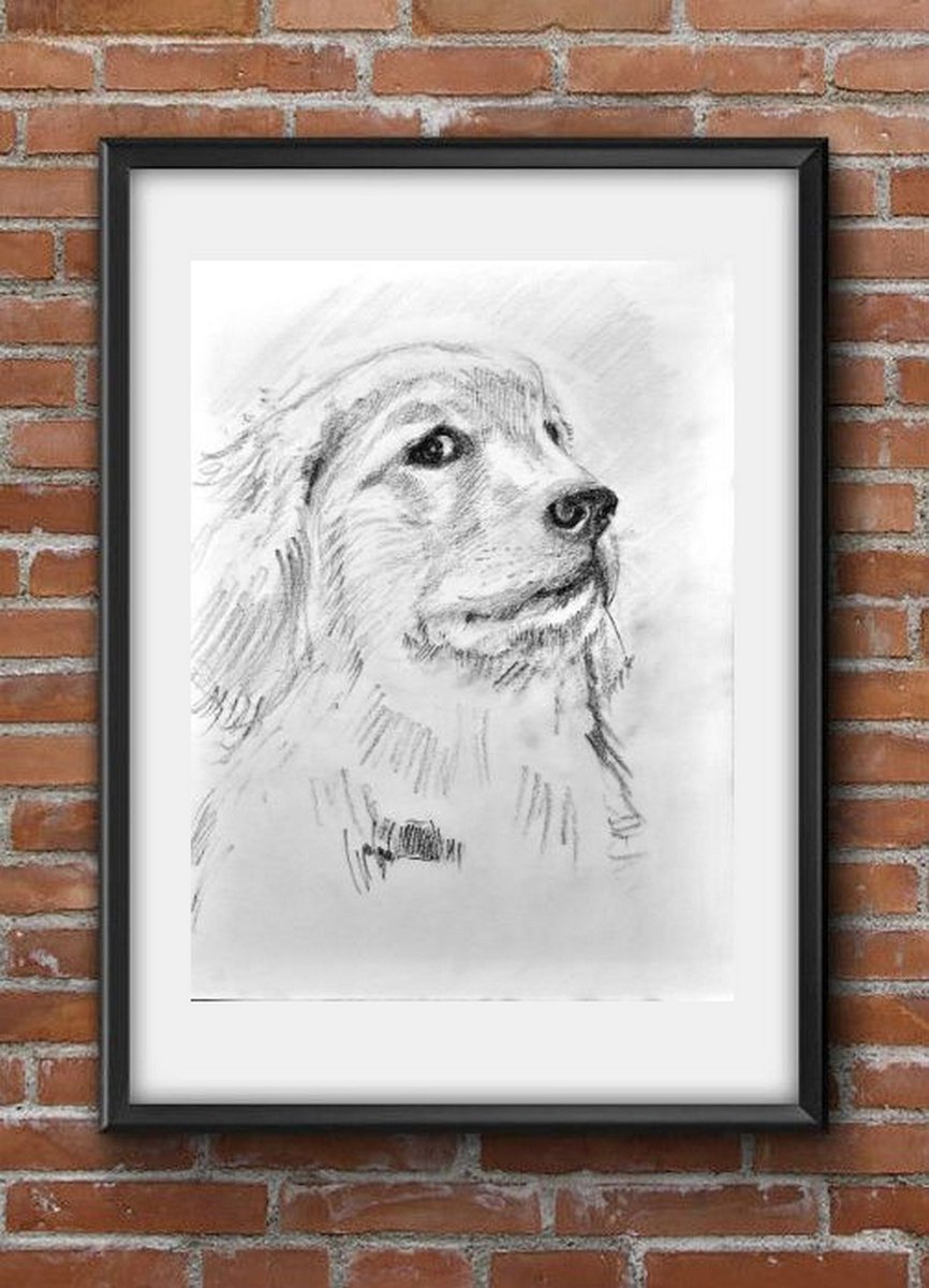 Labrador - The guilty look - Pet Dog Pencil sketch on paper A4 by Asha Shenoy