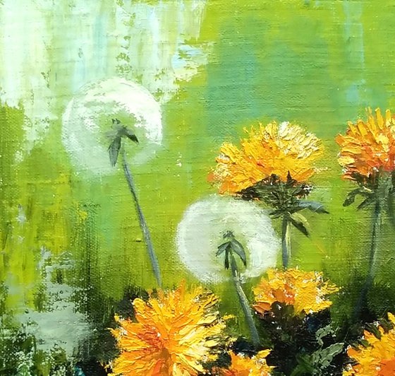 Blooming dandelions