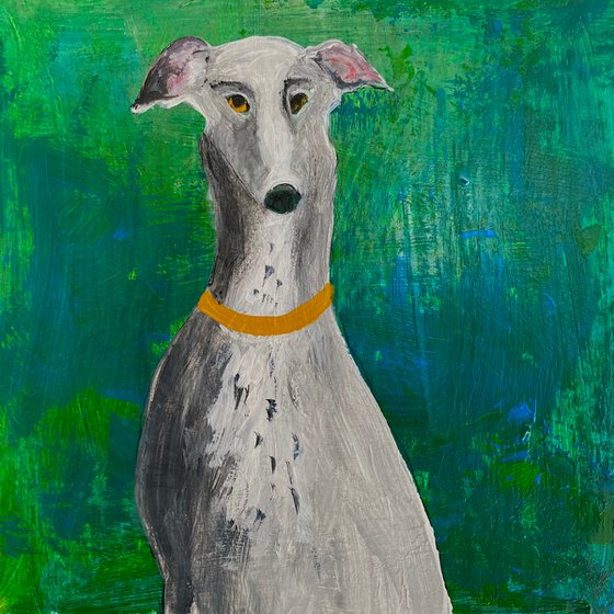 Posing grey Greyhound on Green