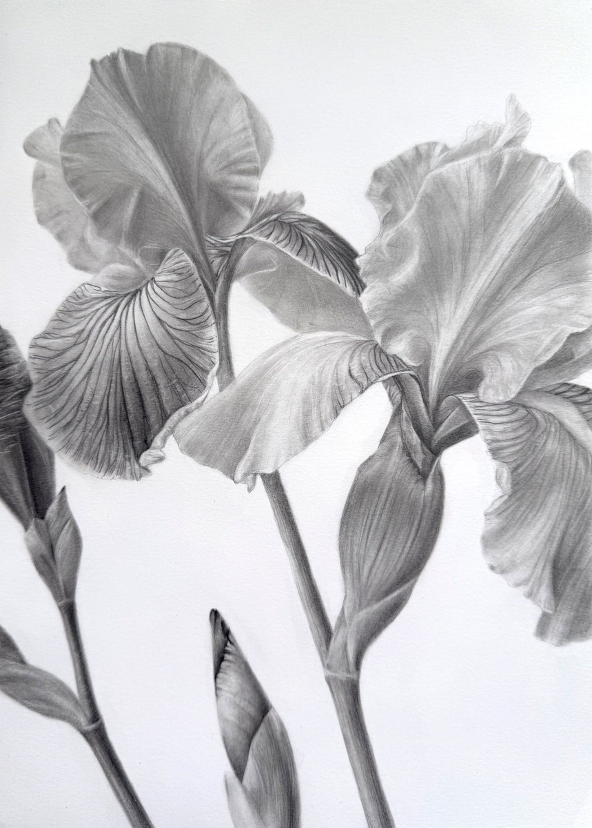 Photorealistic Pencil Drawing , Iris Ii By Anna Lyashenko, 8 X 12, Artwork For Sale On Artfinder