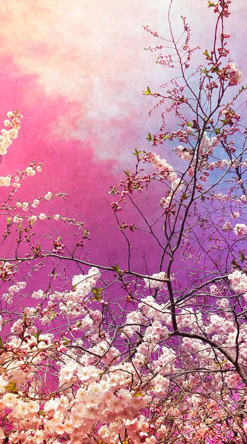 The colors of spring VII by Viet Ha Tran