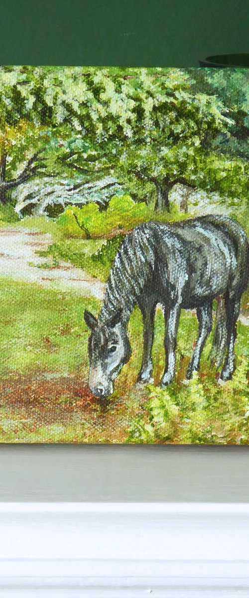 New Forest Pony, Bolderwood by Jacqueline Talbot