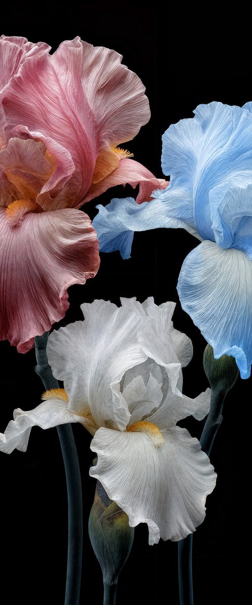 Trinity in Bloom Limited Edition by MICHAEL FILONOW