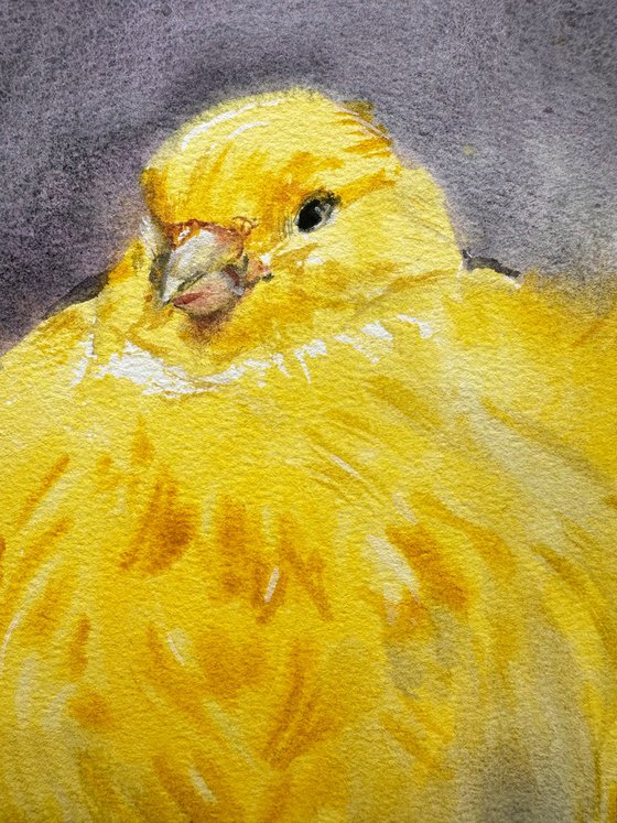 Canary