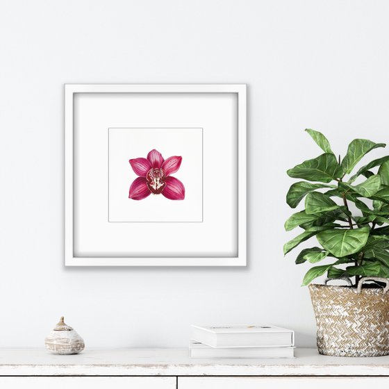 Orchid Cymbidium. A series of original watercolour artwork.