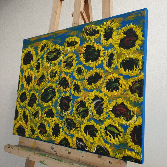 Blooming sunflowers 7