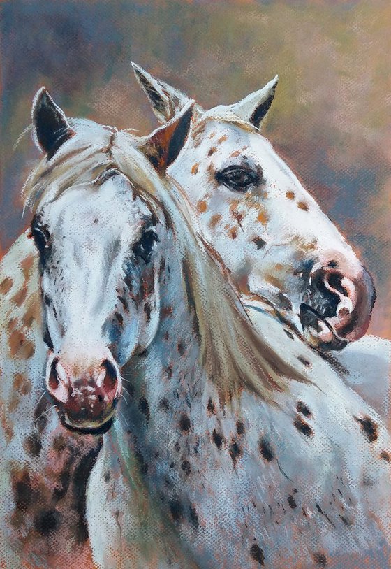 Portrait of Appaloosa