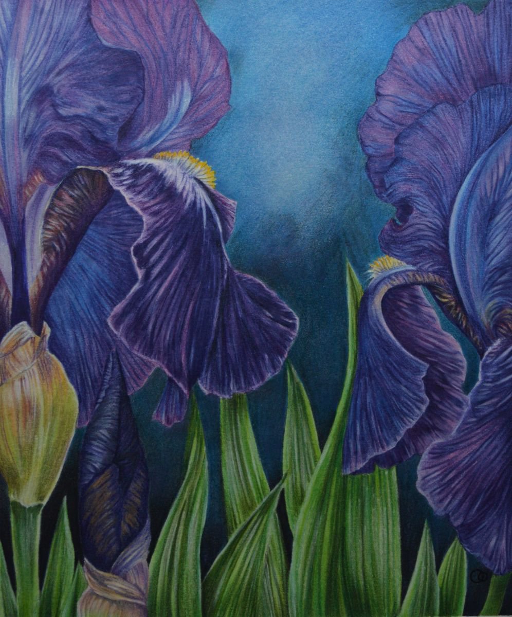 Bearded Irises - Mixed Media Drawing by Veronique Oodian