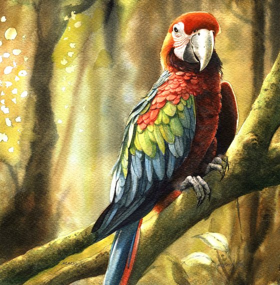 Bird CCXLVII - Parrot - The Scarlet Macaw (Ara macao)