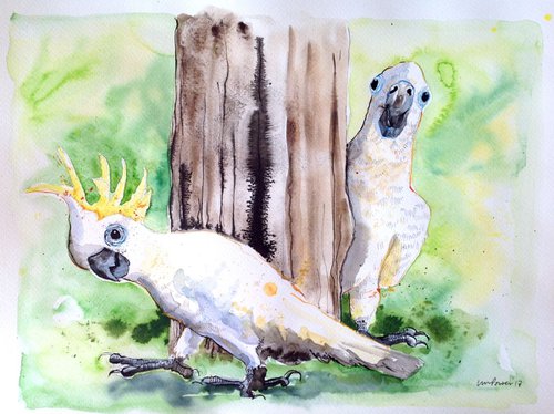 Cockatoo hide and seek by Luci Power