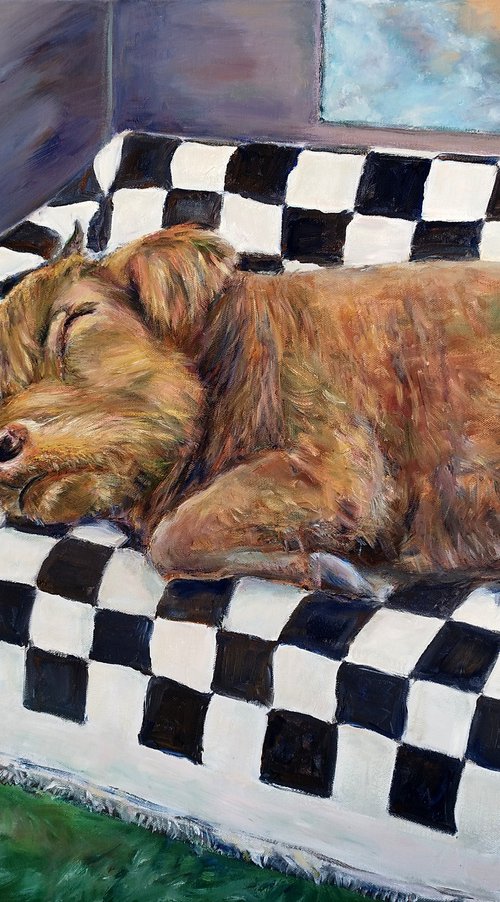 Highlander Cow At Home by Jura Kuba Art