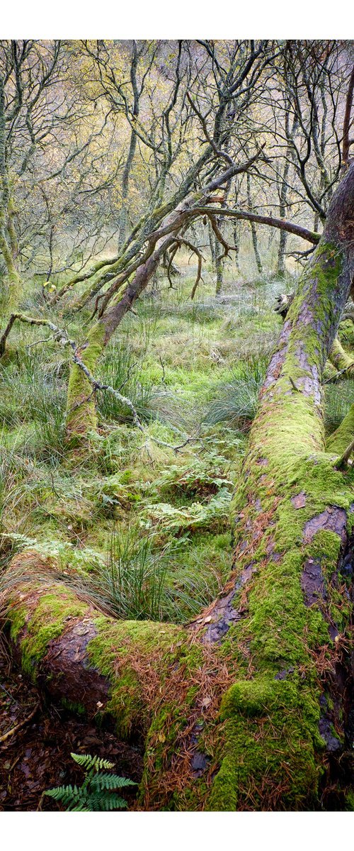 Shona's Wood by David Baker