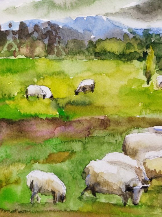 Scottish landscape with sheep