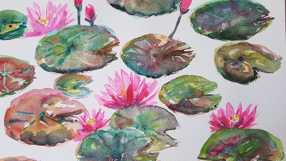 Water lilies