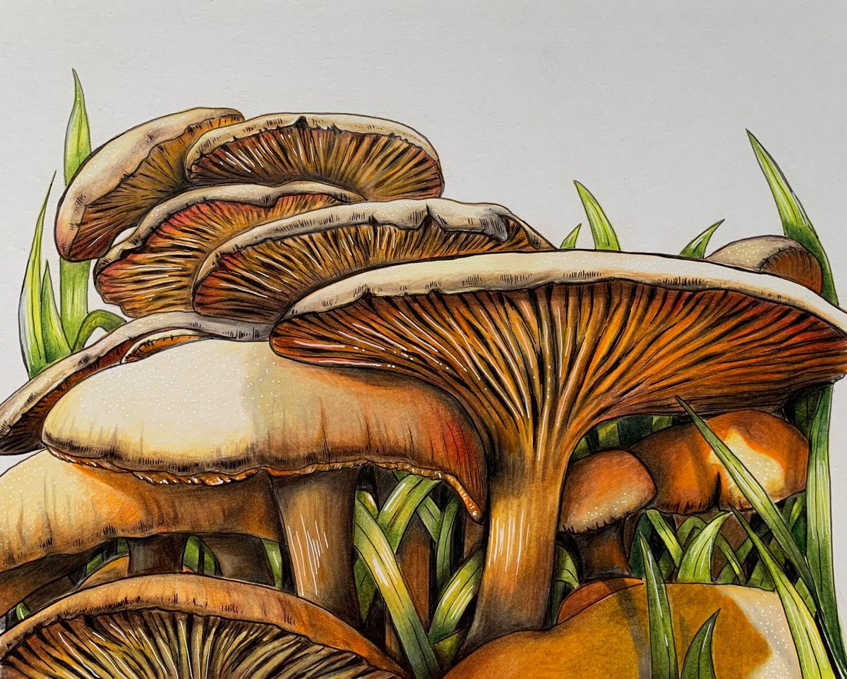 Illustrative Pencil Drawing , Sunlit 
