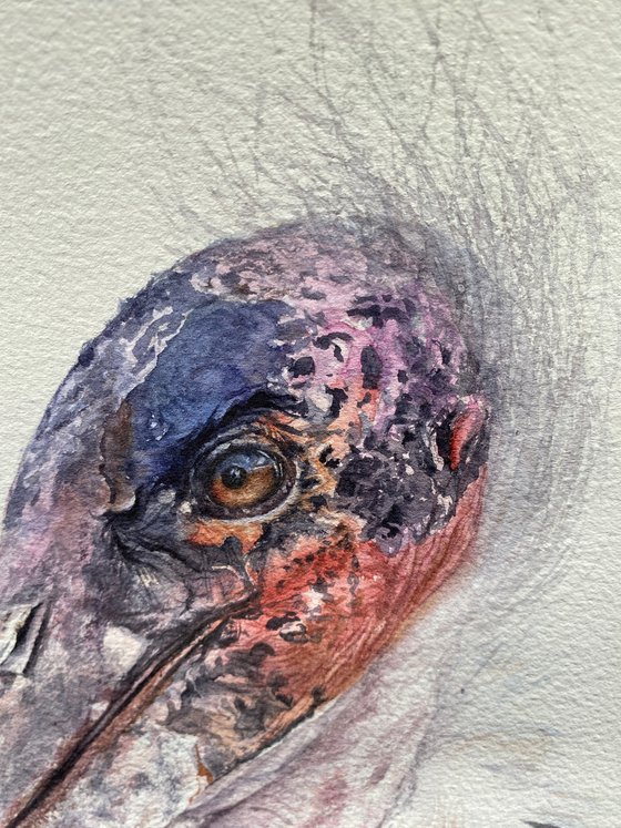 African Marabou stork, bird portrait