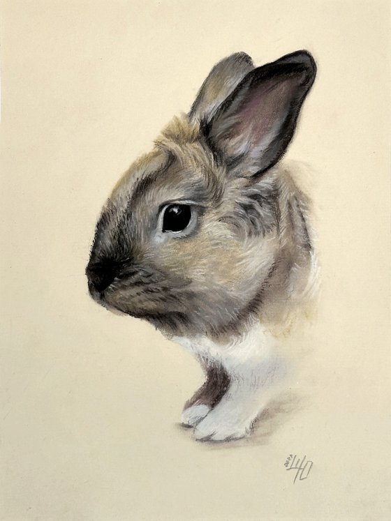 Portrait of a cute rabbit