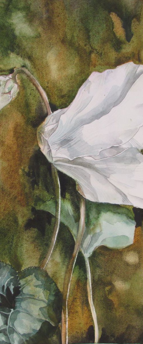 Winter Cyclamen by Alfred  Ng