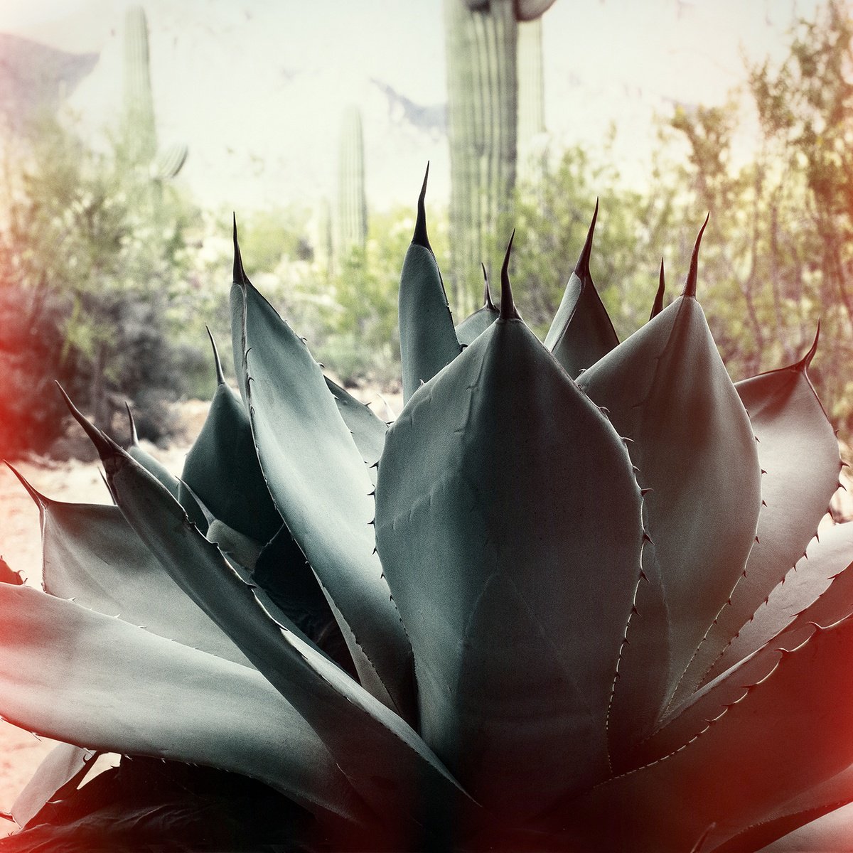 Photorealistic Botanical Photograph By Heike Bohnstengel, 12 X 12, Agave, Az, Original Artwork