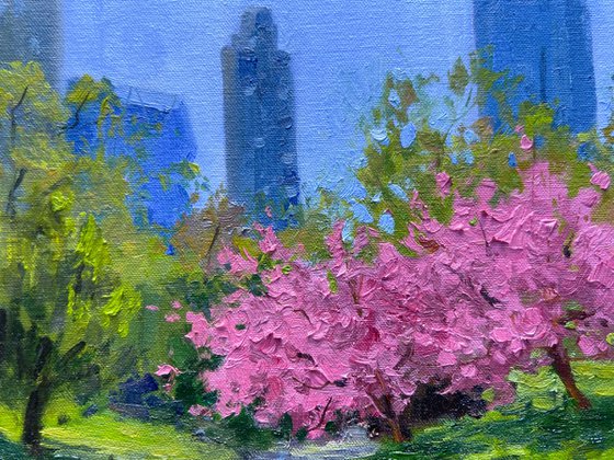 Cherry Blossom in Central Park