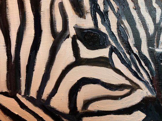 Zebras in Love