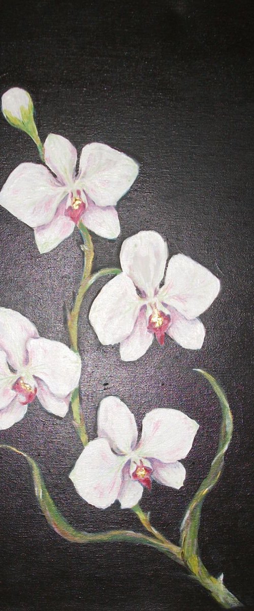 Orchid by Lynda Cockshott