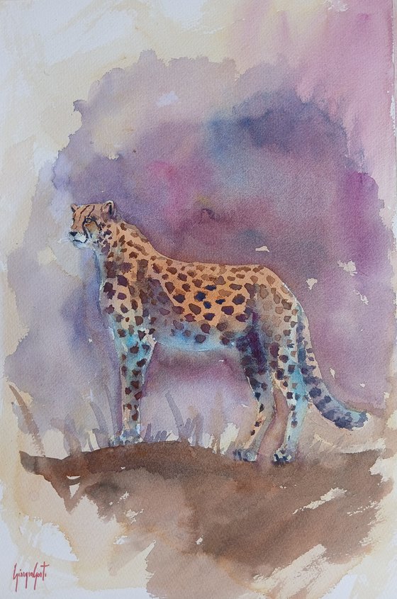 cheetah 13