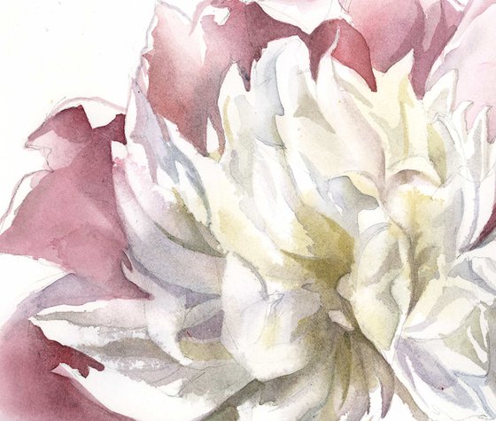 pink and white peony watercolor floral