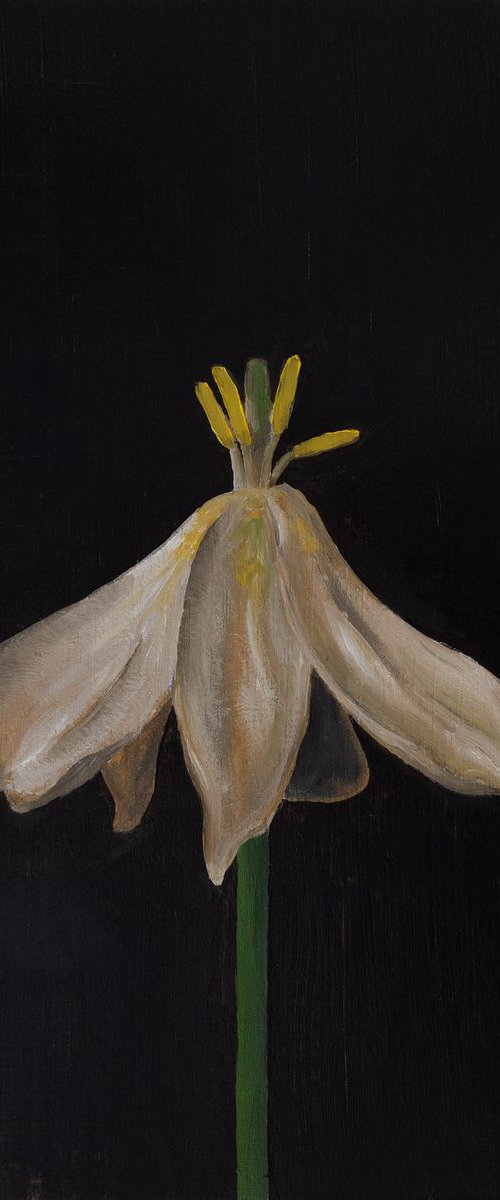 Tulip (dead) by David Foster