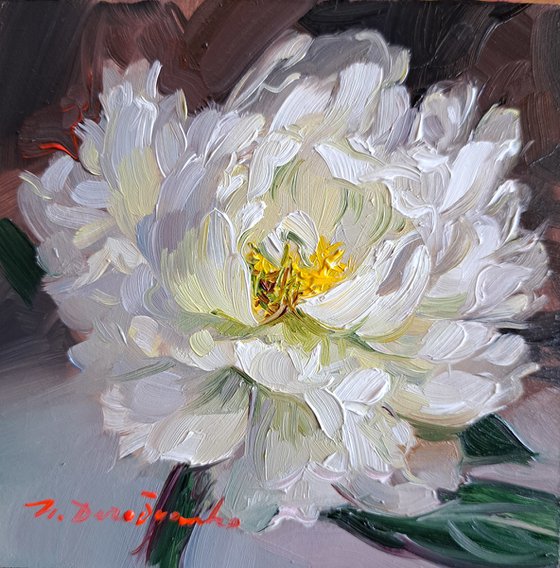 Peony flower