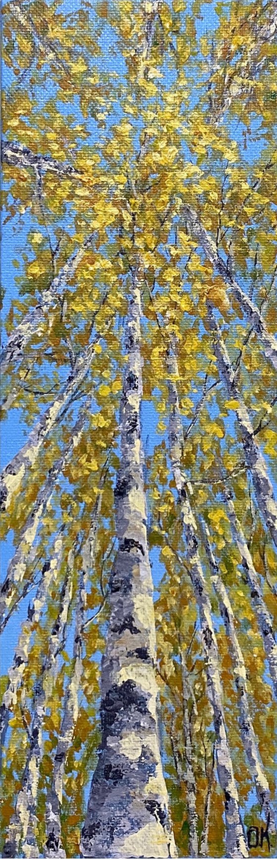 Birches in the sky