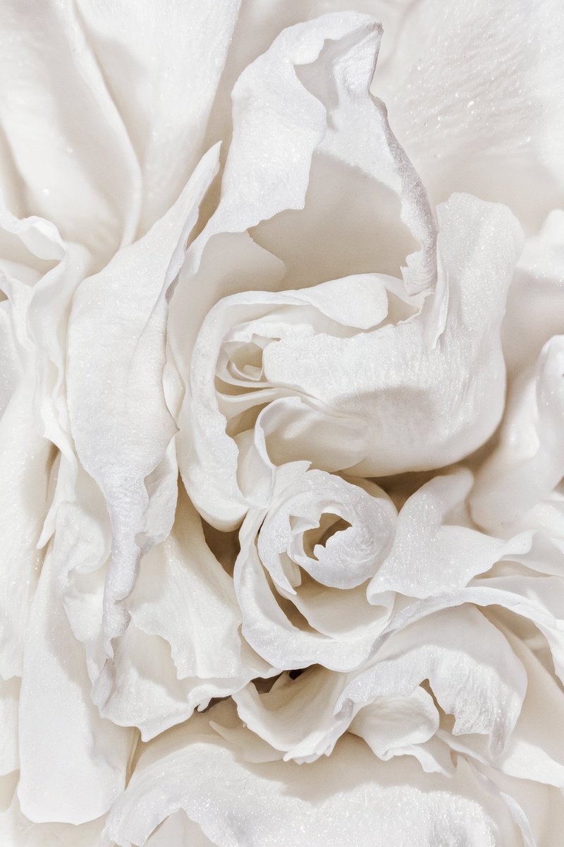 Organic Photograph , Creamy Passion By Inna Etuvgi, 17 X 25, Artwork For Sale On Artfinder