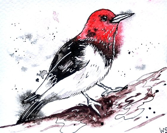 Red-headed woodpecker #3