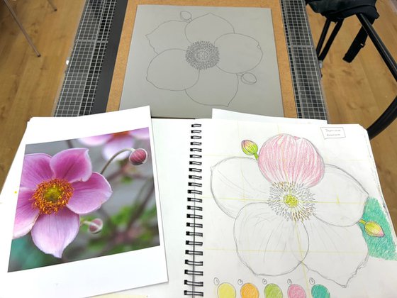 Japanese Anemone