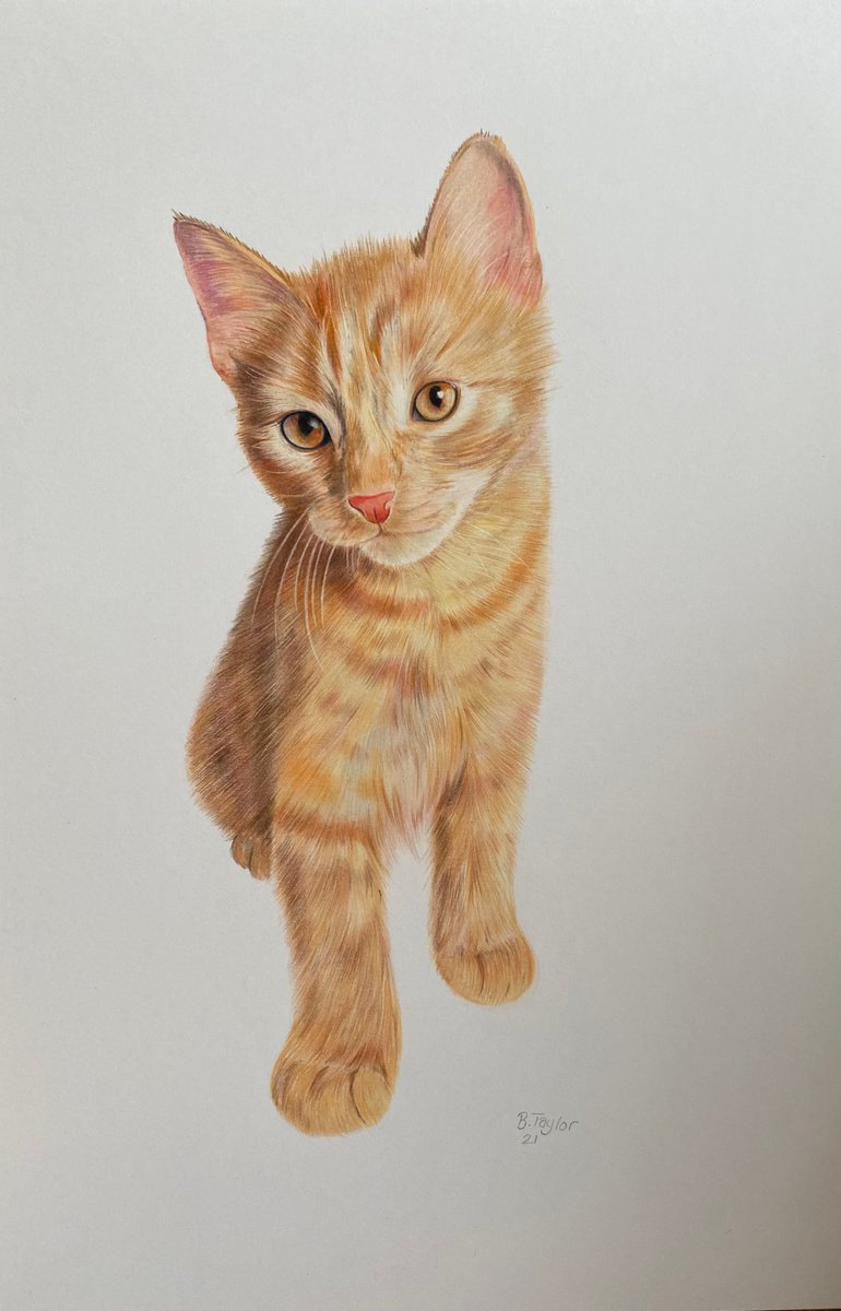 Ginger cat by Bethany Taylor