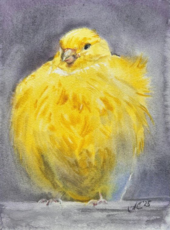 Birds: Canary and Fairywren