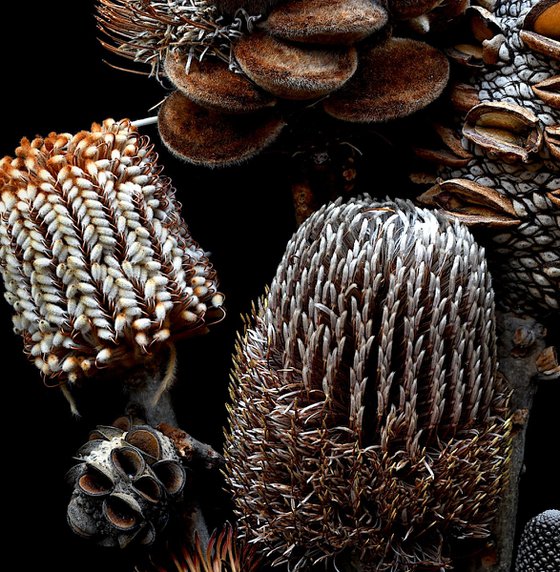 Banksia Bouquet