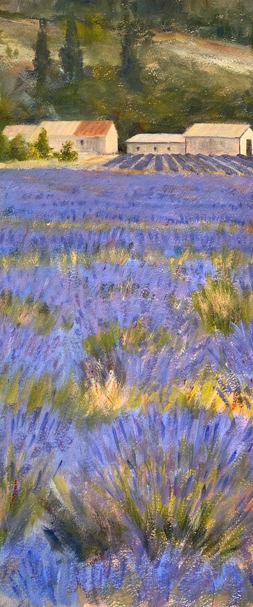 Provence by Shelly Du
