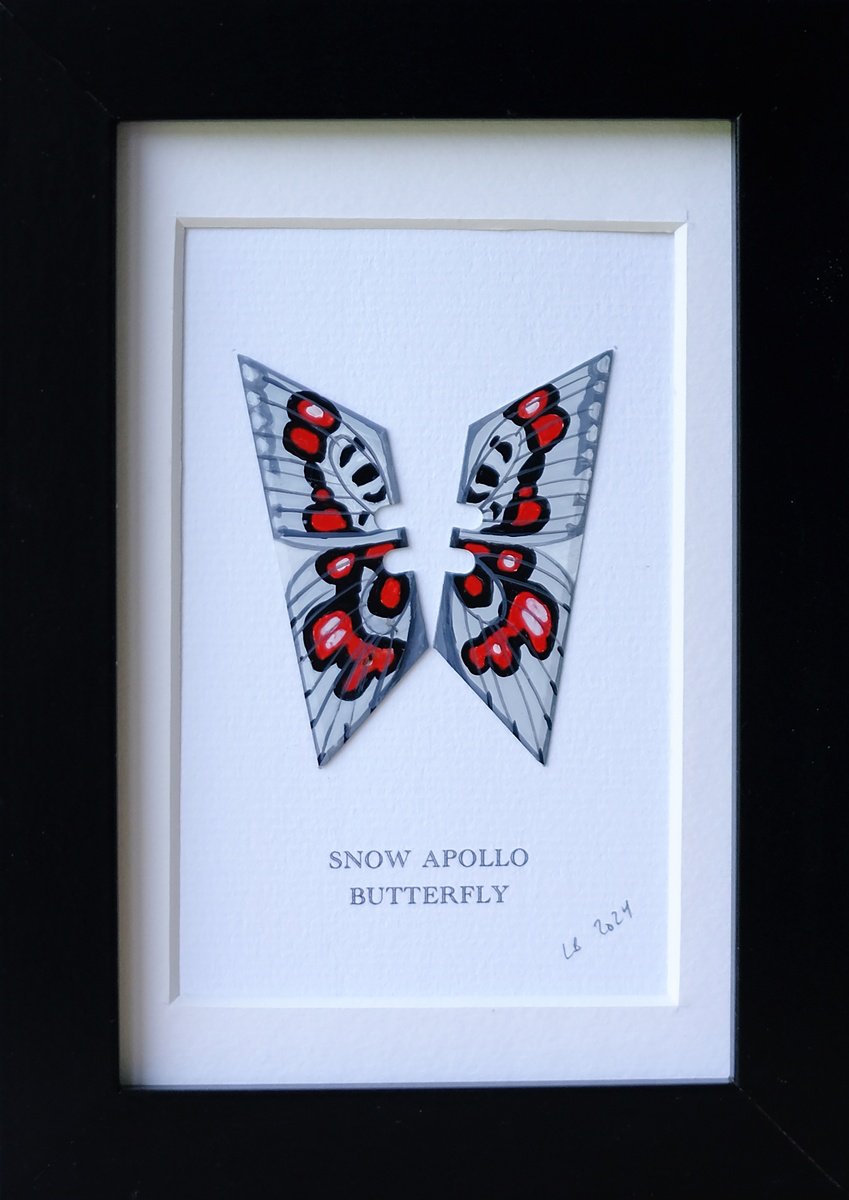 Snow Apollo butterfly by Lene Bladbjerg