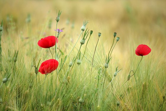 Blues poppy