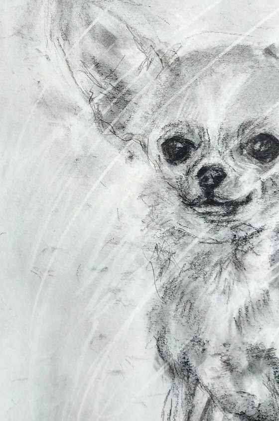 Chihuahua