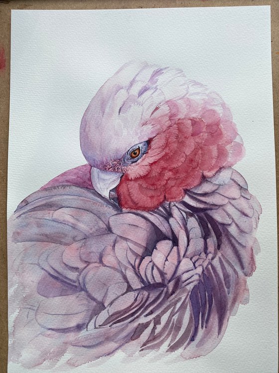 Galah Cockatoo