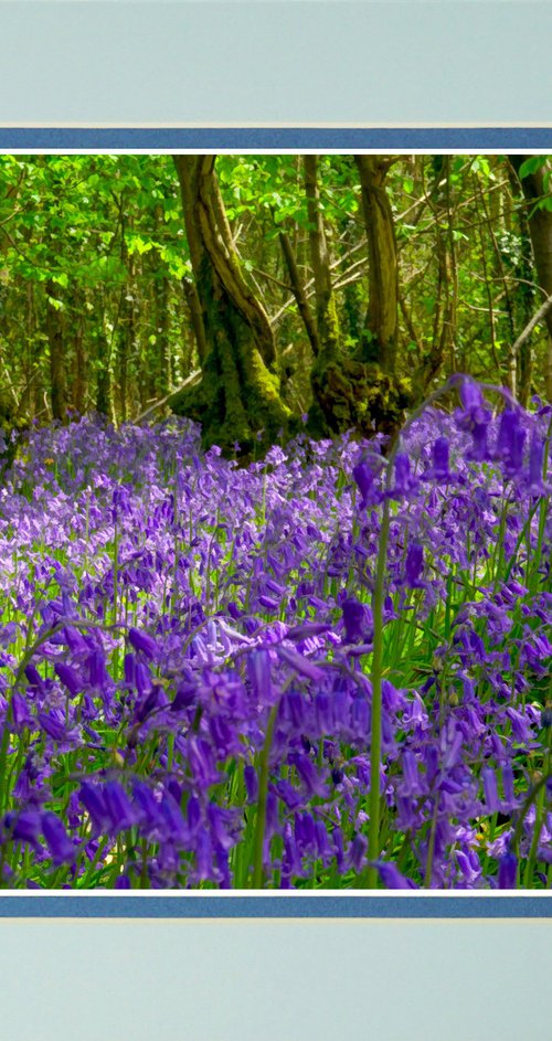 Deep in the Bluebell Forest by Robin Clarke