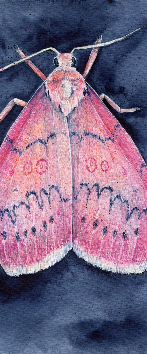Watercolor pink moth on indigo background by Liliya Rodnikova
