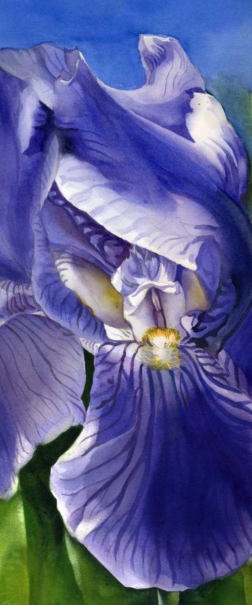 iris in the wind by Alfred  Ng